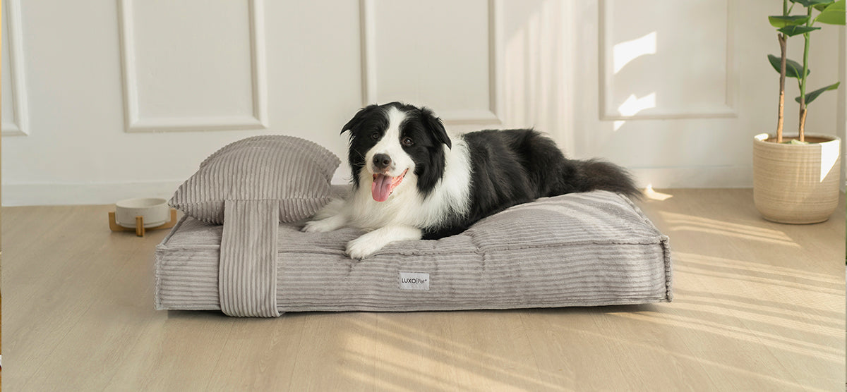 Beds for Large Dogs