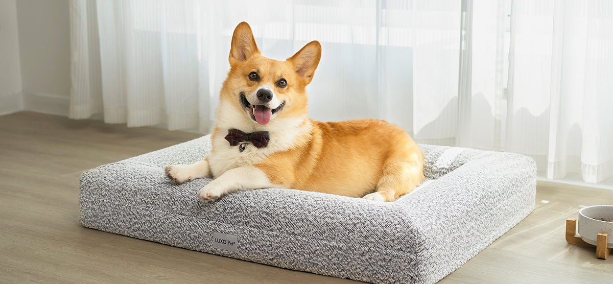 A corgi in a bow-tie collar rests in a “LUXO Pet” plush bed, with a ceramic dog bowl nearby, set against white curtains and a wood floor.