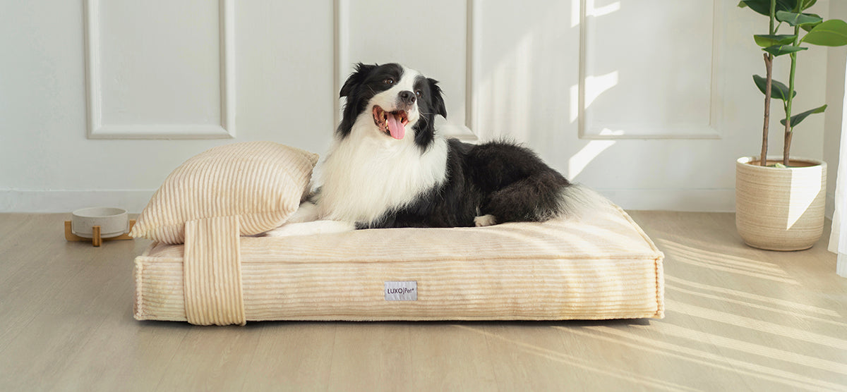 Border Collie lounges on a plush beige pet bed with a matching bolster pillow. A bowl on a wooden stand is nearby, under sunlight.