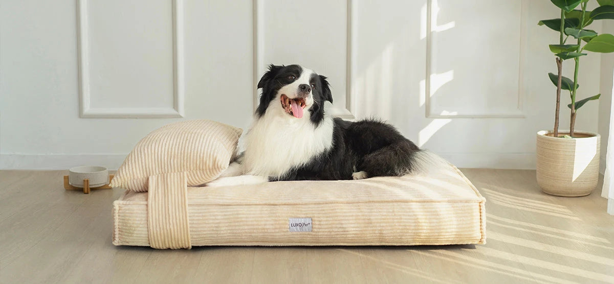 Border Collie on a beige corduroy-style pet bed with attached pillow, featuring a raised water bowl and a potted plant in the background.