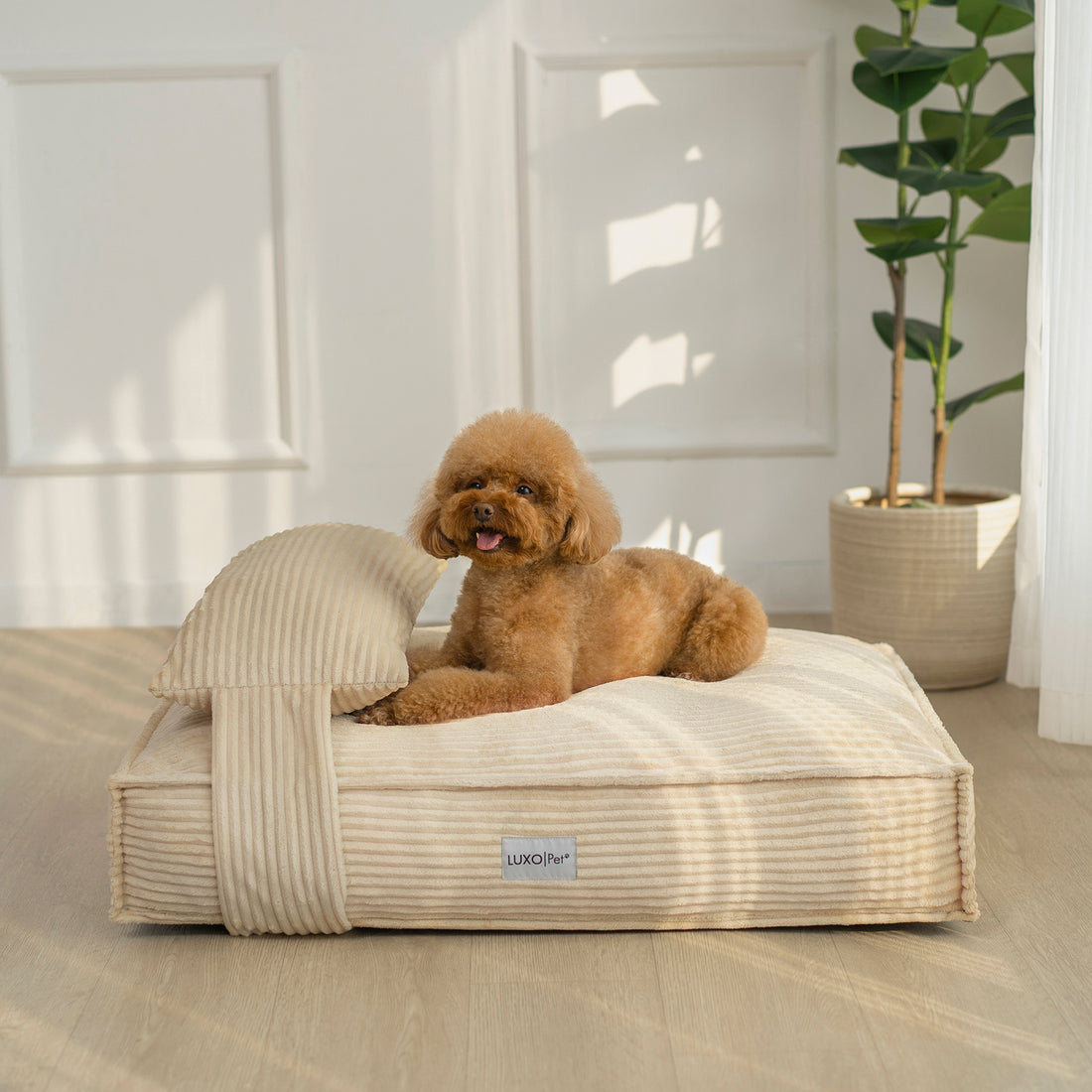 Dax Medium Corduroy Dog Bed – Soft & Stylish Beige, featuring plush cushioning, bolstered sides for support, and a non-slip base. A dog rests comfortably on this modern, neutral-toned bed.