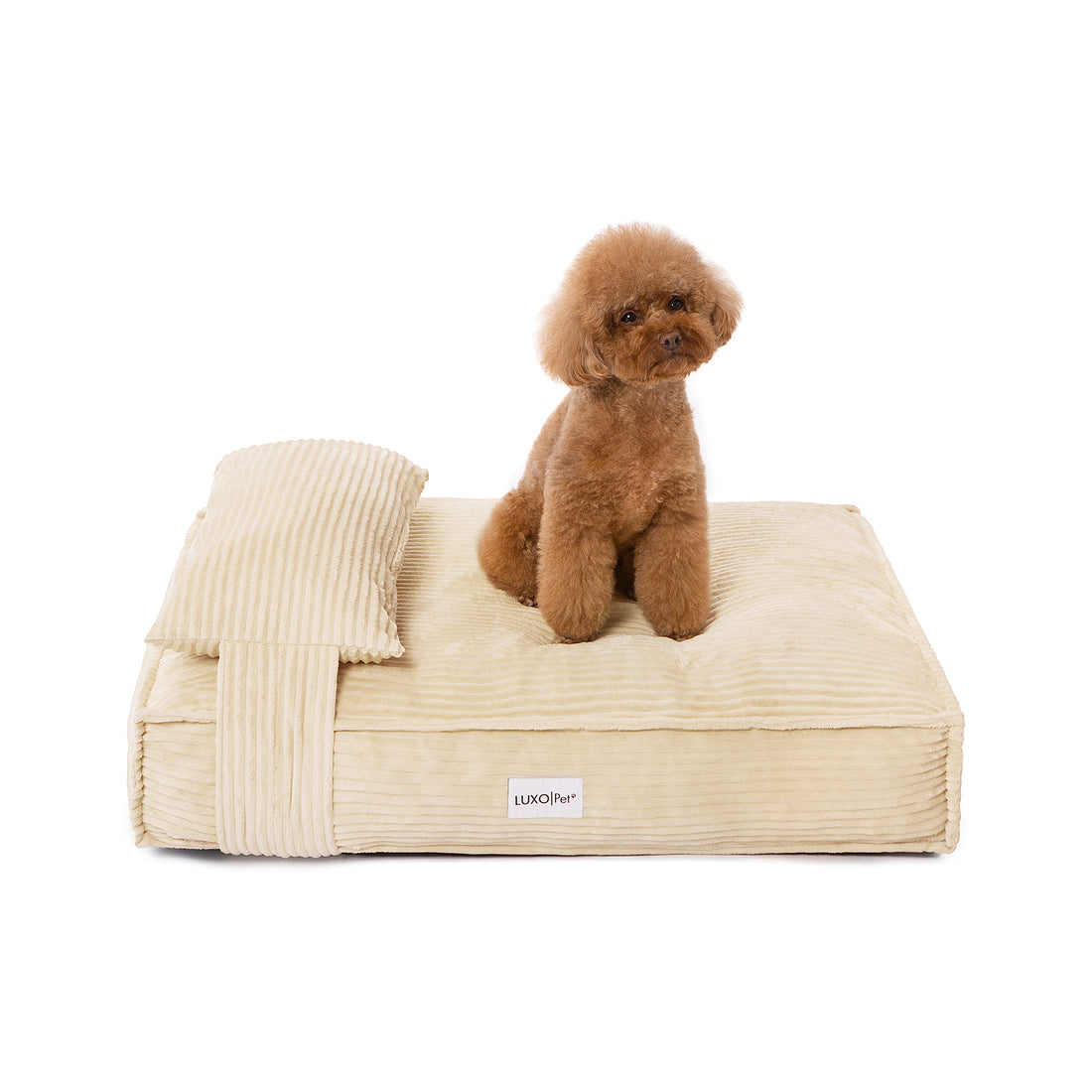 Dax Medium Corduroy Dog Bed – Soft & Stylish Beige, featuring a dog resting on plush cushioning with raised bolstered sides, showcasing the bed's cosy design and durable corduroy fabric.