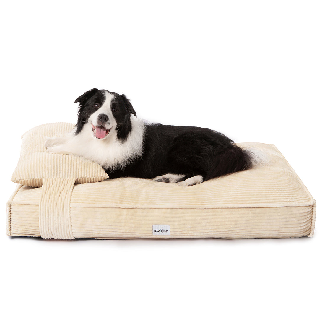 Dax Extra Large Corduroy Dog Bed – Beige Comfort: Close-up of a large dog lying comfortably on a plush, bolstered corduroy bed, showcasing ample space and supportive cushioning for rest.