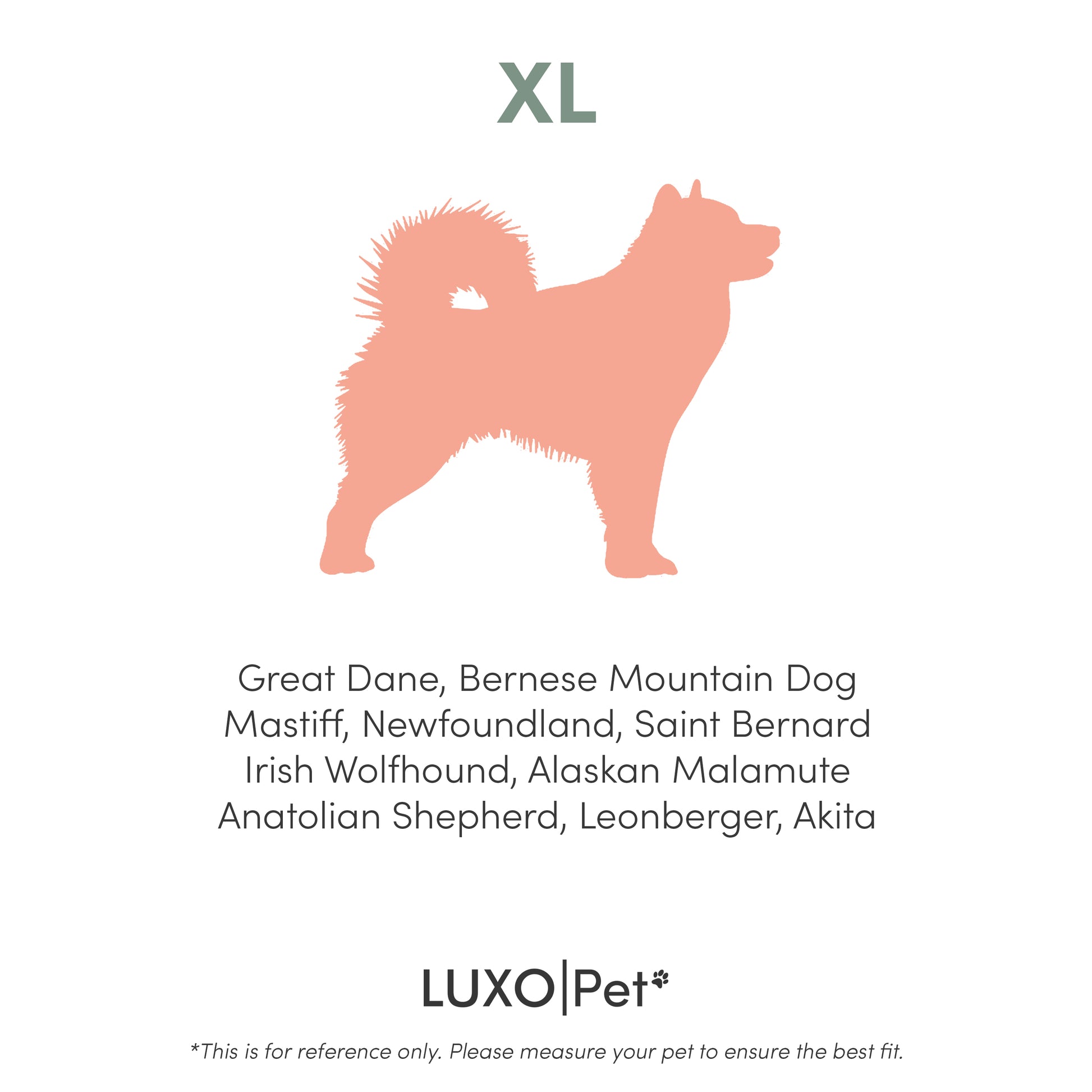 Great Dane Saint Bernard Newfoundland Mix Newfoundland Dog Smiling