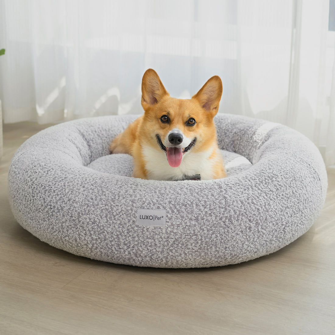 Welsh corgi resting on the Kyra Large Boucle Pet Bed – White with Black Base, showcasing its supportive raised bolsters and soft boucle fabric, perfect for comfort and modern room aesthetics.