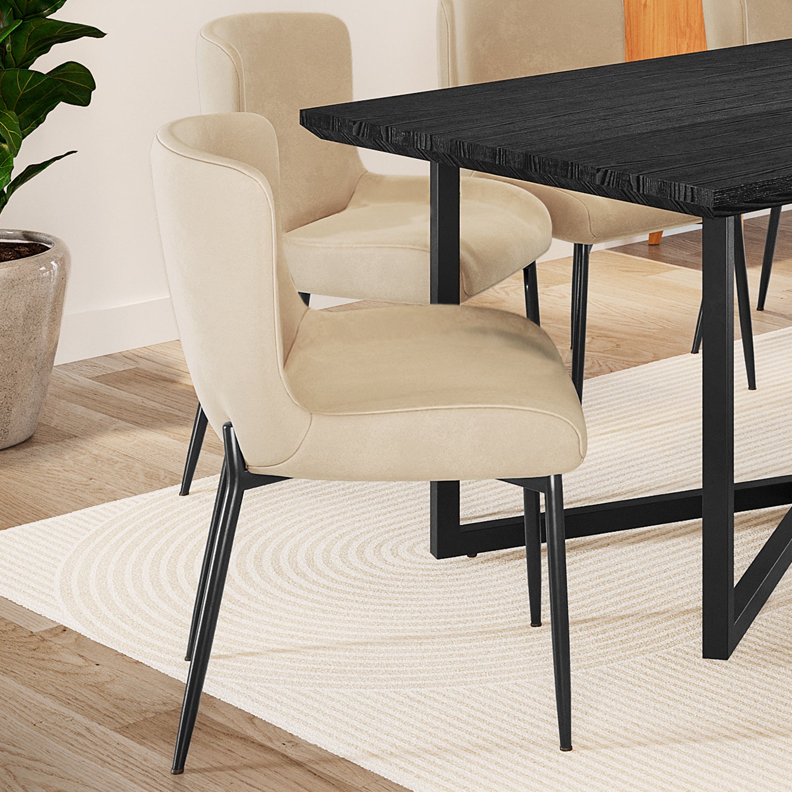 Adela Velvet Fabric Dining Chair Set of 2 in Oatmeal features beige-upholstered chairs with black metal legs, positioned on a light-patterned rug, beside a black-stained dining table, enhancing modern dining elegance.