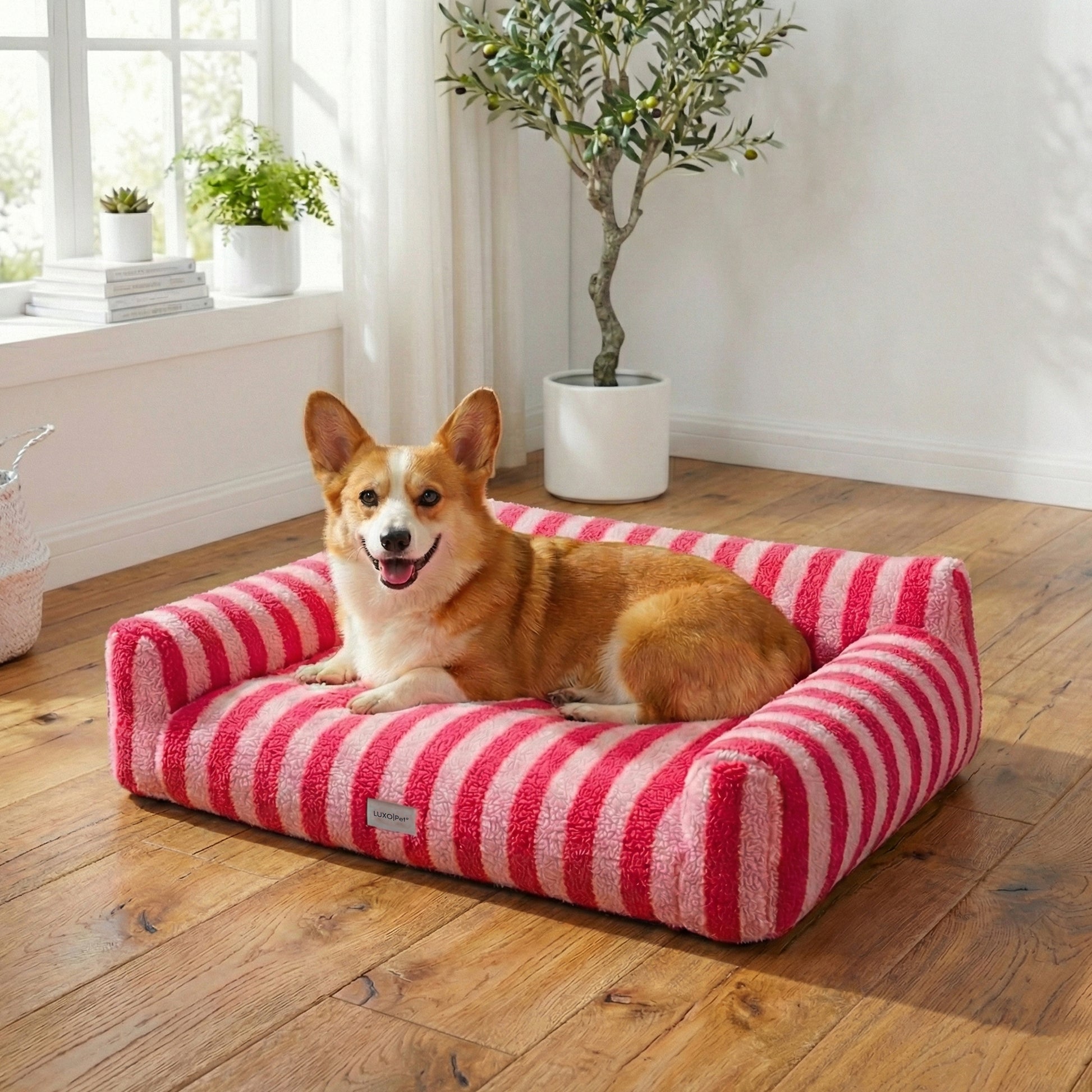 Happy corgi lying on a pink and white striped plush pet bed in a bright living room with plants and wood flooring